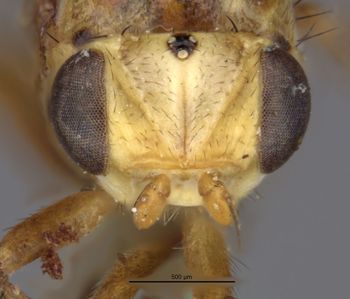 Media type: image;   Entomology 13364 Aspect: head frontal view